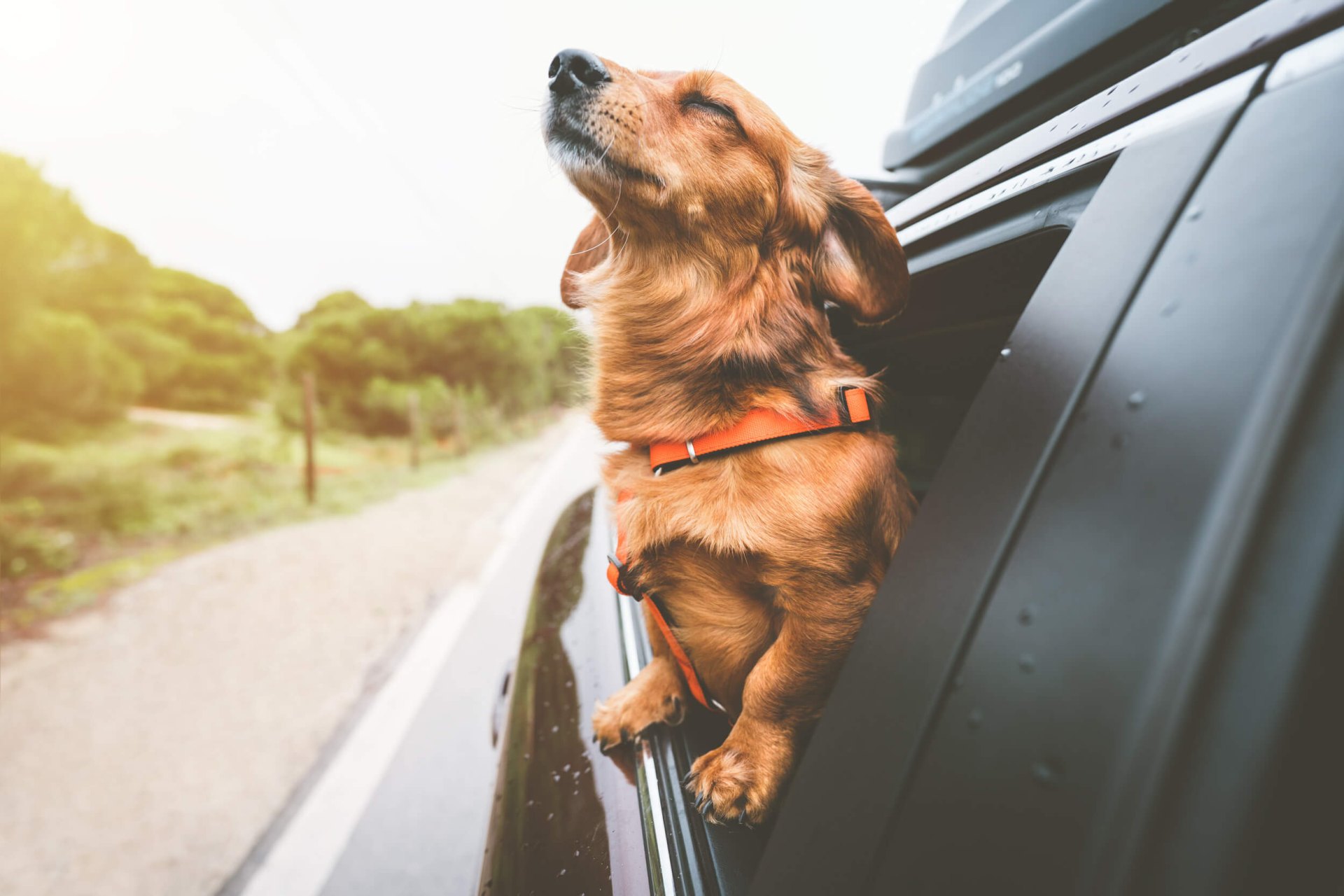 dob with its head out the car window representing pet friendly monument at pooler apartments